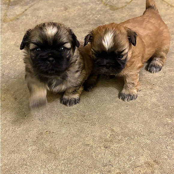 Meet your Posher, Denise - Picture 14 of 16